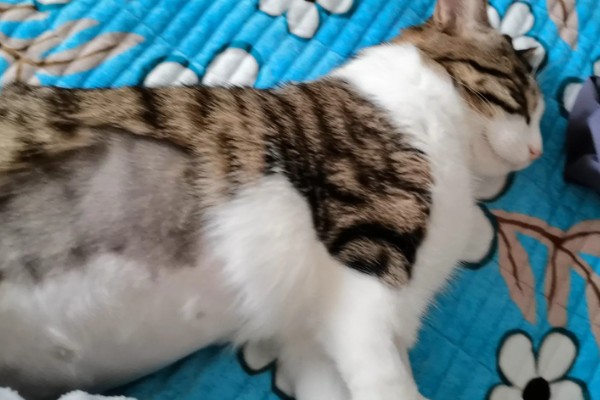 猫肠胃炎和猫传腹的症状，患有肠胃炎的猫会出现腹泻、精神不振等情况