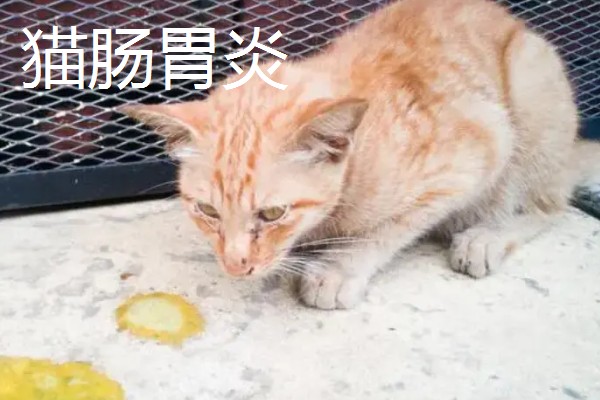 猫肠胃炎和猫传腹的症状，患有肠胃炎的猫会出现腹泻、精神不振等情况