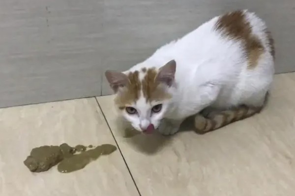 猫肠胃炎和猫传腹的症状，患有肠胃炎的猫会出现腹泻、精神不振等情况