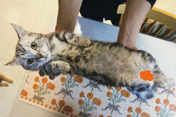 猫肠胃炎和猫传腹的症状，患有肠胃炎的猫会出现腹泻、精神不振等情况