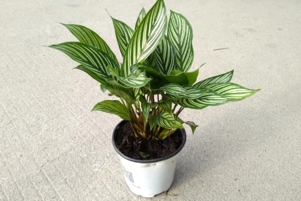 竹芋要用深盆养殖吗，小苗阶段用浅盆养殖更合适