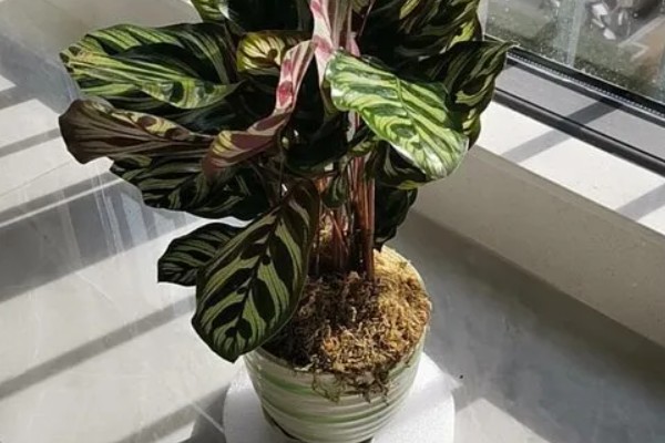 竹芋要用深盆养殖吗，小苗阶段用浅盆养殖更合适