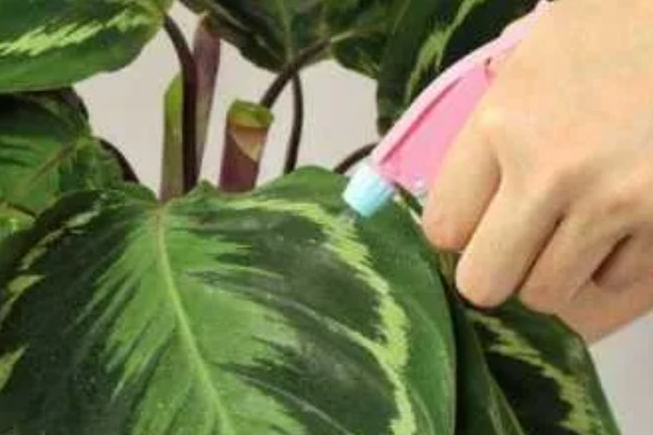 竹芋要用深盆养殖吗，小苗阶段用浅盆养殖更合适