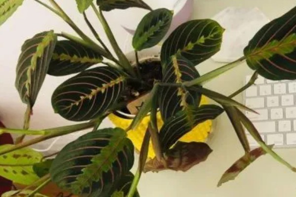 竹芋要用深盆养殖吗，小苗阶段用浅盆养殖更合适