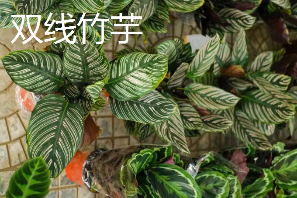 竹芋要用深盆养殖吗，小苗阶段用浅盆养殖更合适