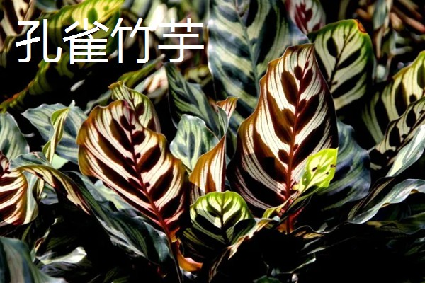 竹芋要用深盆养殖吗，小苗阶段用浅盆养殖更合适