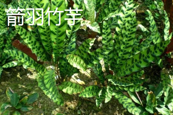 竹芋要用深盆养殖吗，小苗阶段用浅盆养殖更合适