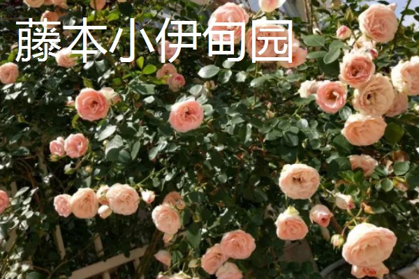 哪些藤本月季比较耐晒,常见藤本小伊甸园、艾拉绒球等品种