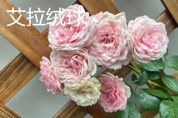 哪些藤本月季比较耐晒,常见藤本小伊甸园、艾拉绒球等品种