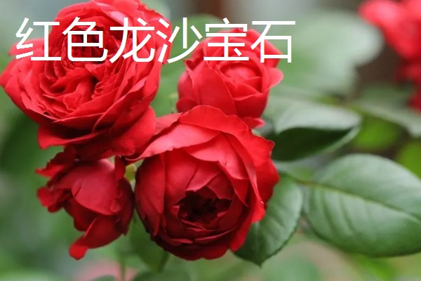 哪些藤本月季比较耐晒,常见藤本小伊甸园、艾拉绒球等品种