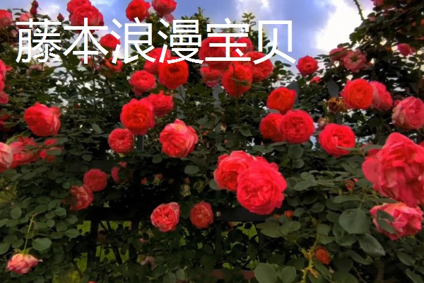 哪些藤本月季比较耐晒,常见藤本小伊甸园、艾拉绒球等品种