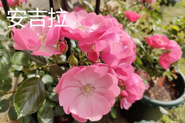 哪些藤本月季比较耐晒,常见藤本小伊甸园、艾拉绒球等品种