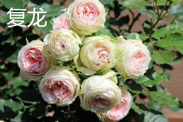 哪些藤本月季比较耐晒,常见藤本小伊甸园、艾拉绒球等品种