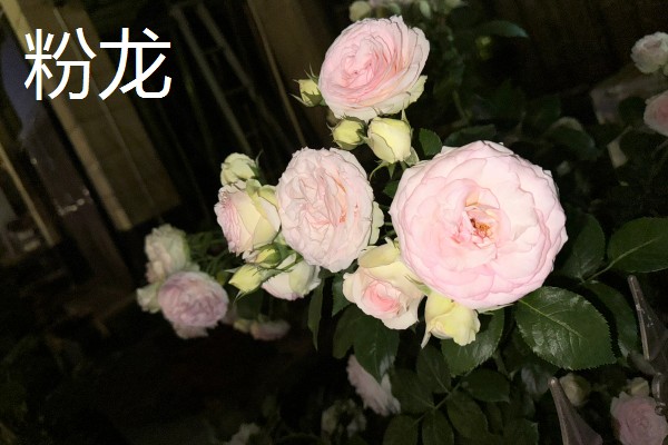 哪些藤本月季比较耐晒,常见藤本小伊甸园、艾拉绒球等品种