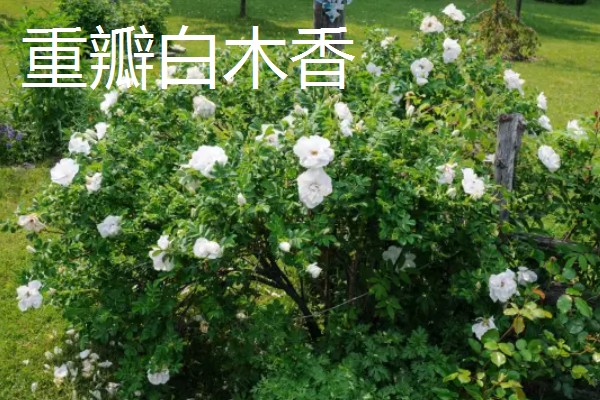 哪些藤本月季比较耐晒,常见藤本小伊甸园、艾拉绒球等品种