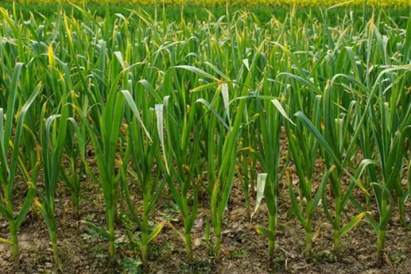 蒜头是指什么部位,属于大蒜的鳞茎部位