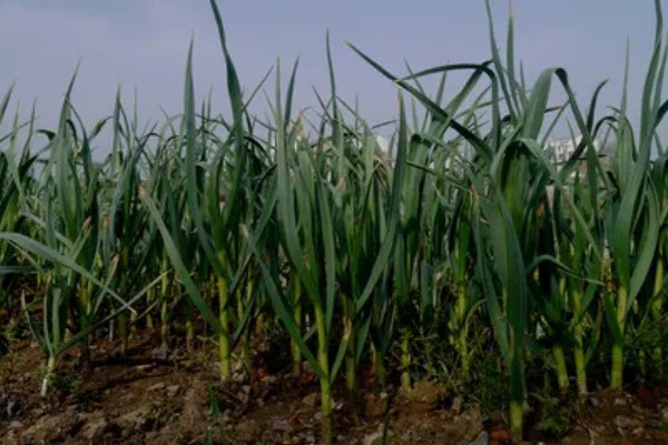 蒜头是指什么部位,属于大蒜的鳞茎部位