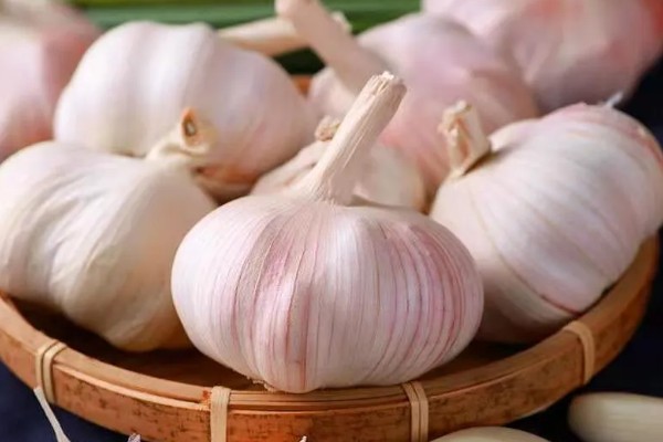 蒜头是指什么部位,属于大蒜的鳞茎部位