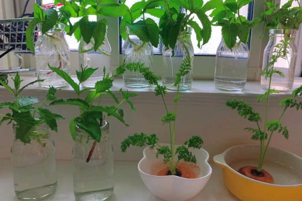 薄荷能一直水培吗，合理养殖便可一直水培