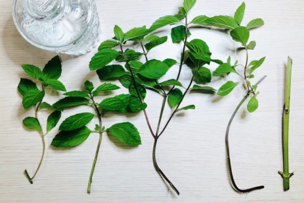 薄荷能一直水培吗，合理养殖便可一直水培