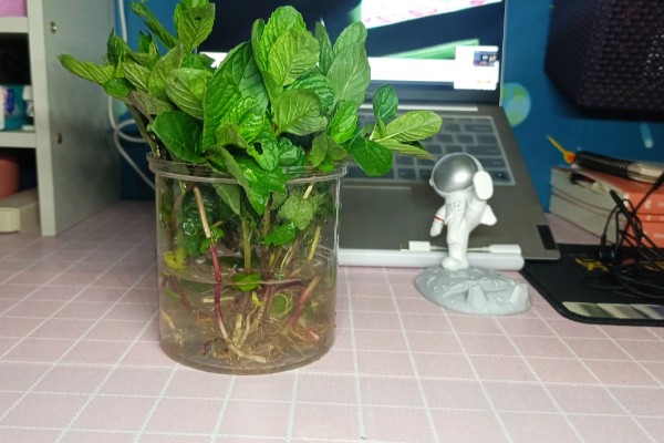 薄荷能一直水培吗，合理养殖便可一直水培