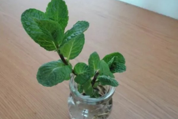 薄荷能一直水培吗，合理养殖便可一直水培