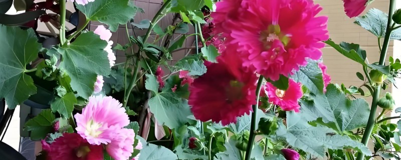 如何给芙蓉花浇透水，需要缓慢的沿着盆边浇灌
