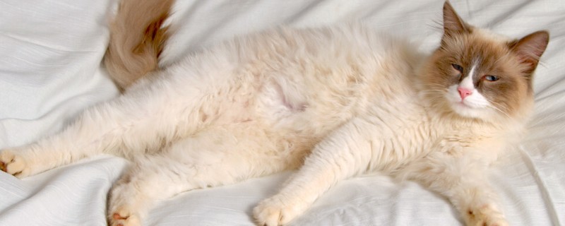 怎么治疗猫癣，先将患处周围一圈的毛剃干净