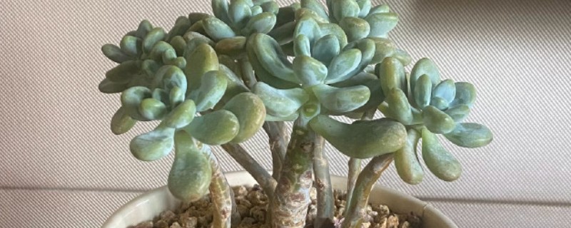 多肉植物烂根怎么处理，首先要将其进行脱盆