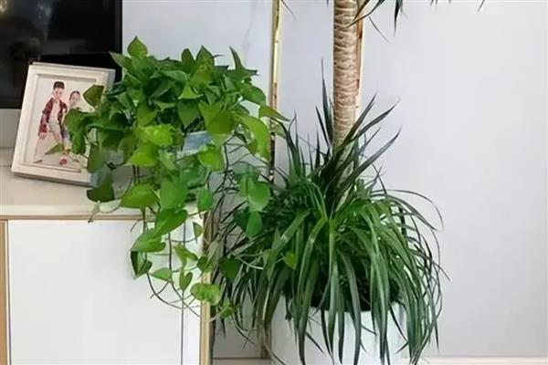怎么养龙血树，确保每天7小时以上的阳光照射
