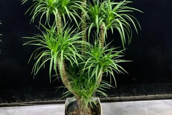 怎么养龙血树，确保每天7小时以上的阳光照射