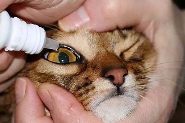 猫咪眼睛里进异物怎么办，可以用洗眼水清洗猫咪的眼睛