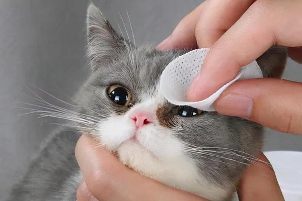 猫咪眼睛里进异物怎么办，可以用洗眼水清洗猫咪的眼睛