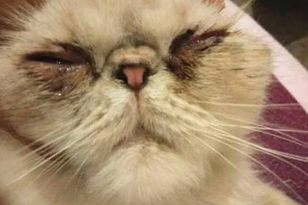 猫咪眼睛里进异物怎么办，可以用洗眼水清洗猫咪的眼睛
