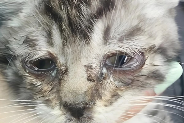 猫咪眼睛里进异物怎么办，可以用洗眼水清洗猫咪的眼睛