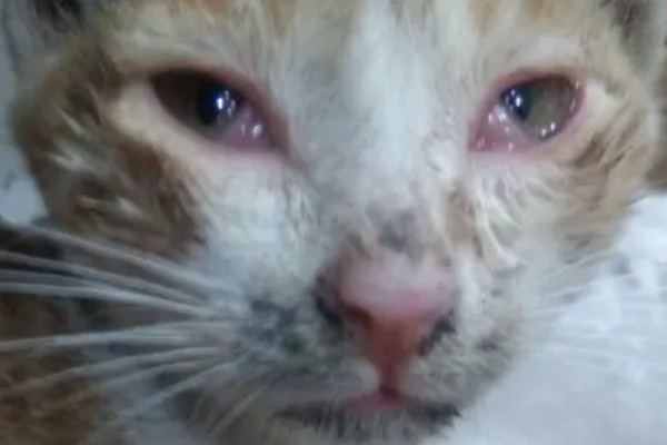 猫咪眼睛里进异物怎么办，可以用洗眼水清洗猫咪的眼睛