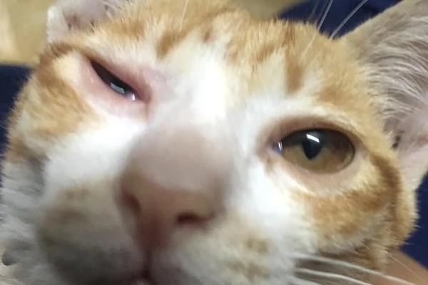 猫咪眼睛里进异物怎么办，可以用洗眼水清洗猫咪的眼睛