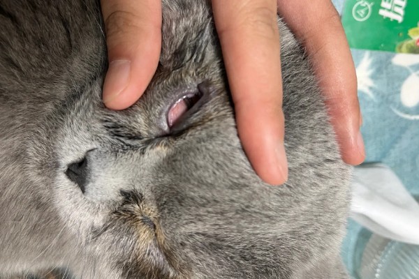 猫咪眼睛里进异物怎么办，可以用洗眼水清洗猫咪的眼睛