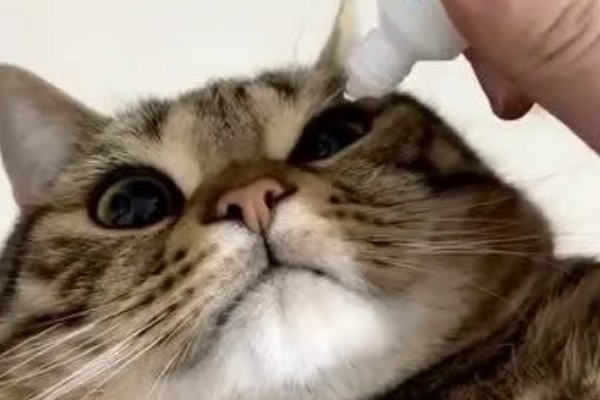 猫咪眼睛里进异物怎么办，可以用洗眼水清洗猫咪的眼睛