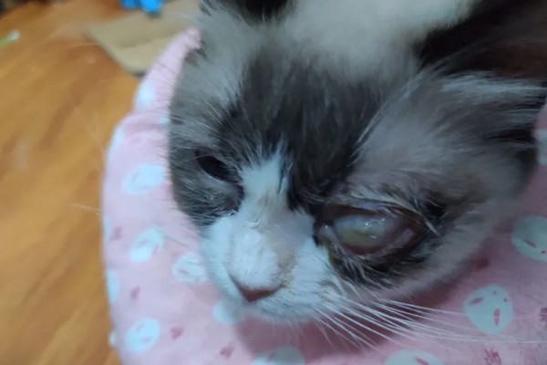 猫咪眼睛里进异物怎么办，可以用洗眼水清洗猫咪的眼睛
