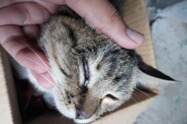 猫咪眼睛里进异物怎么办，可以用洗眼水清洗猫咪的眼睛
