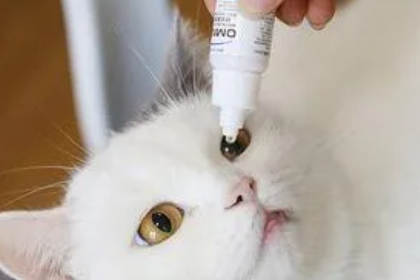 猫咪眼睛里进异物怎么办，可以用洗眼水清洗猫咪的眼睛