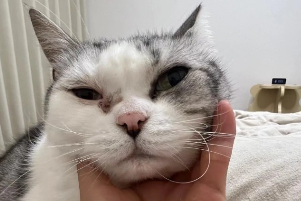 猫咪眼睛里进异物怎么办，可以用洗眼水清洗猫咪的眼睛