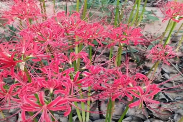 龙爪花和彼岸花是一样的吗，龙爪花是彼岸花