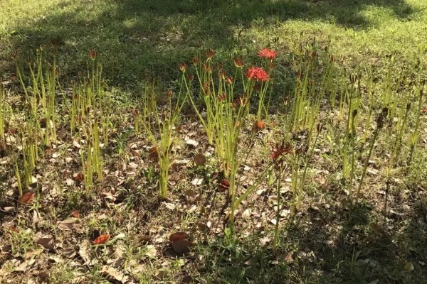 龙爪花和彼岸花是一样的吗，龙爪花是彼岸花