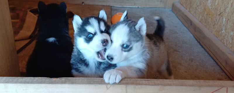 哈士奇和阿拉斯加的区别,眼睛和毛色均不同