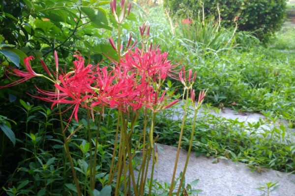 龙爪花和彼岸花是一样的吗，龙爪花是彼岸花