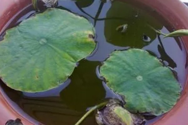 荷花盆里有虫怎么处理，可养鱼吃虫