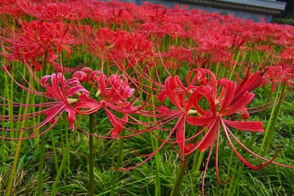 龙爪花和彼岸花是一样的吗，龙爪花是彼岸花