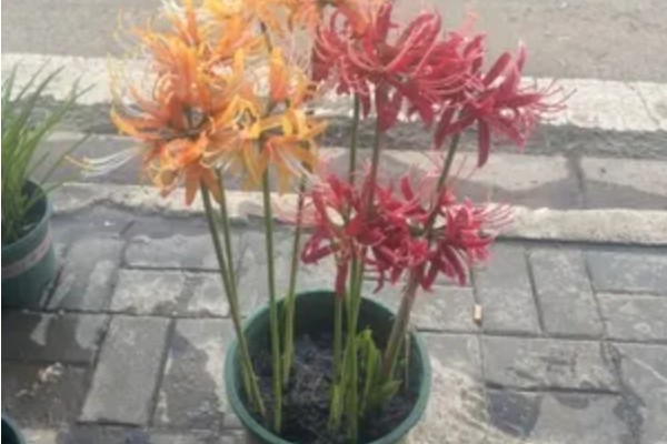 龙爪花和彼岸花是一样的吗，龙爪花是彼岸花